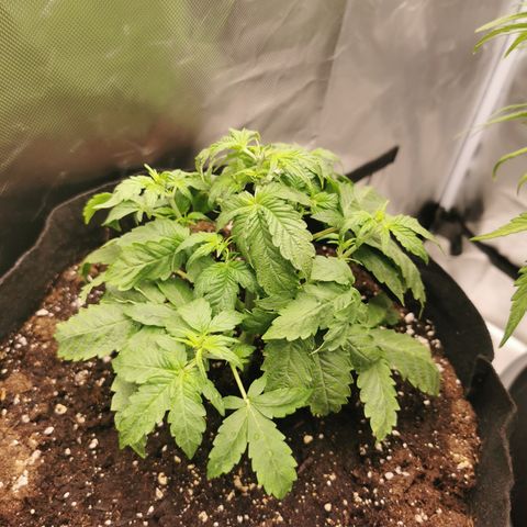 Purplematic CBD growlog timeline photo