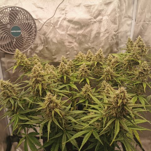 Green Crack Auto growlog timeline photo