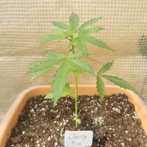 Auto Cherry Pie growlog timeline photo