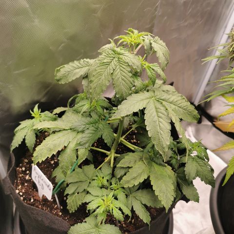 Purplematic CBD growlog timeline photo
