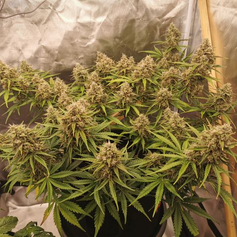 Green Crack Auto growlog timeline photo