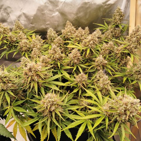 Green Crack Auto growlog timeline photo