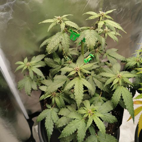 Purplematic CBD growlog timeline photo