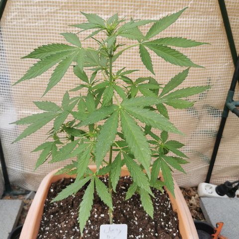 Auto Cherry Pie growlog timeline photo