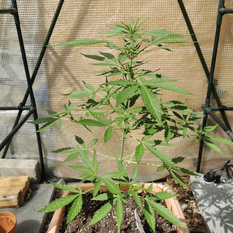 Auto Cherry Pie growlog timeline photo