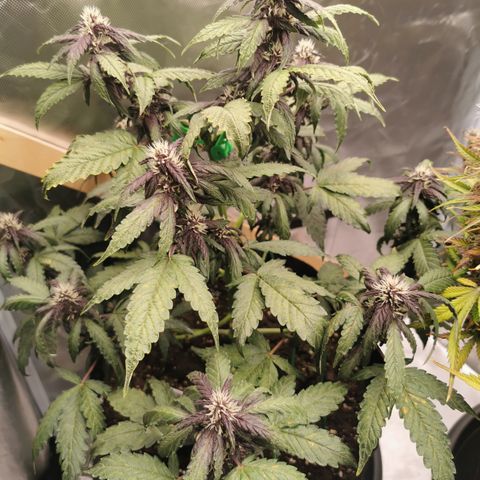 Purplematic CBD growlog timeline photo