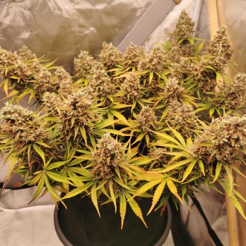 Green Crack Auto growlog timeline photo