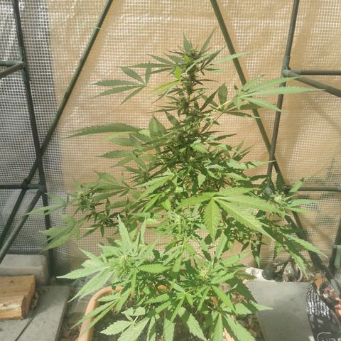 Auto Cherry Pie growlog timeline photo