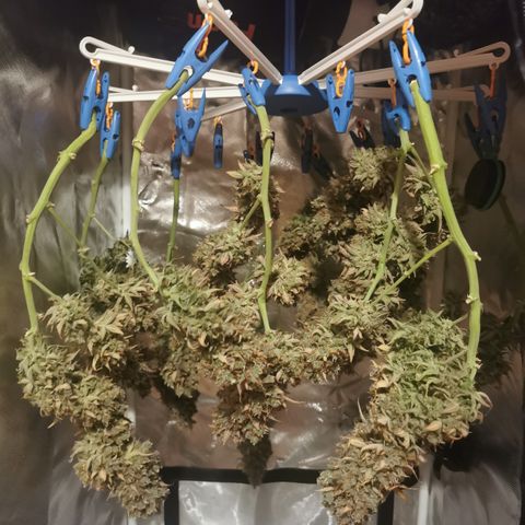 Green Crack Auto growlog timeline photo