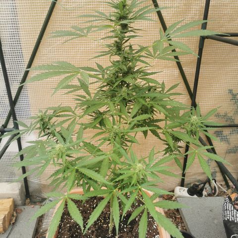 Auto Cherry Pie growlog timeline photo
