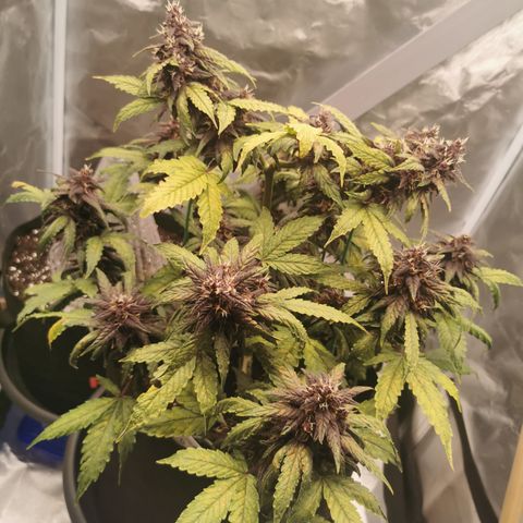 Purplematic CBD growlog timeline photo