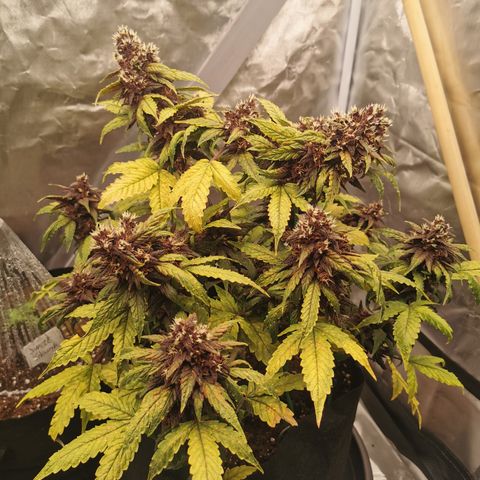 Purplematic CBD growlog timeline photo