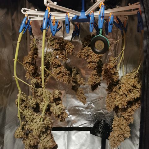 Green Crack Auto growlog timeline photo