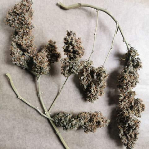 Green Crack Auto growlog timeline photo