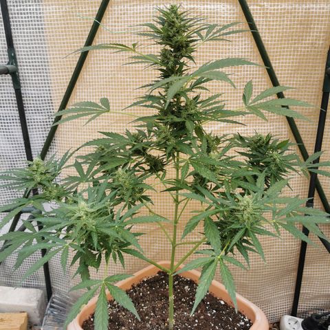 Auto Cherry Pie growlog timeline photo