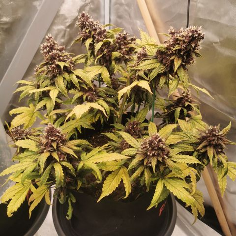 Purplematic CBD growlog timeline photo