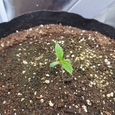 Royal Medic growlog timeline photo