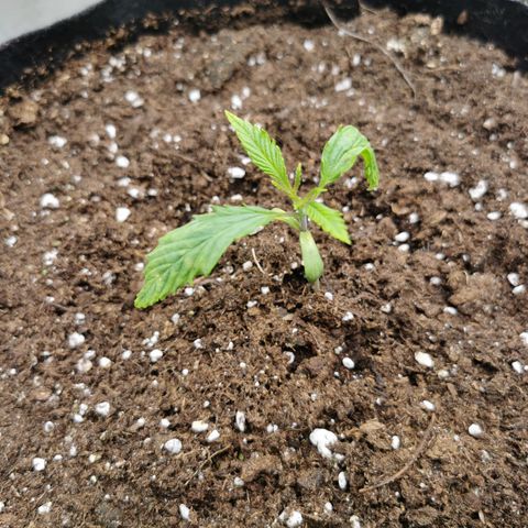 Royal Medic growlog timeline photo