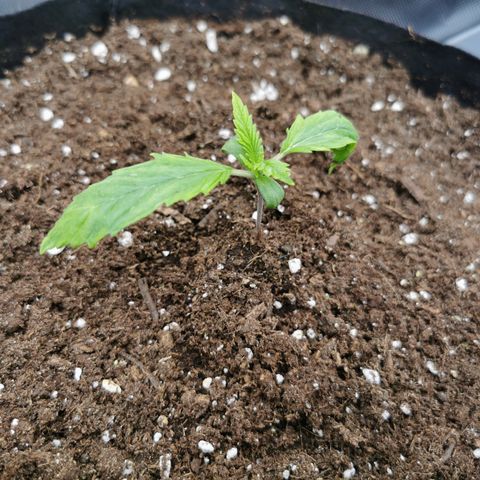 Medical Mass growlog timeline photo