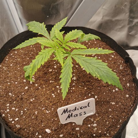 Medical Mass growlog timeline photo