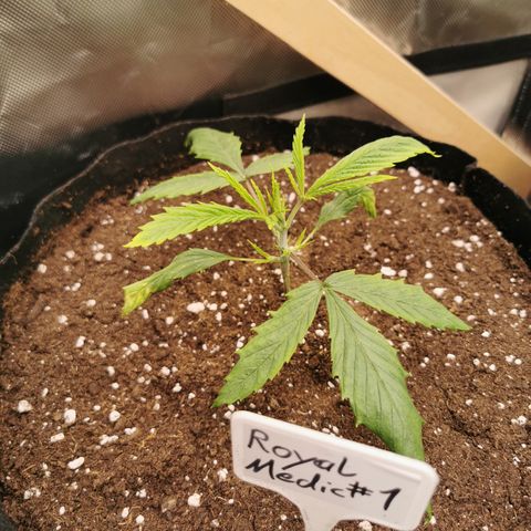 Royal Medic growlog timeline photo