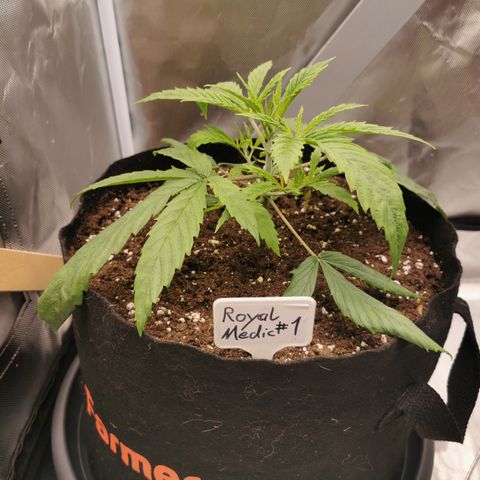 Royal Medic growlog timeline photo