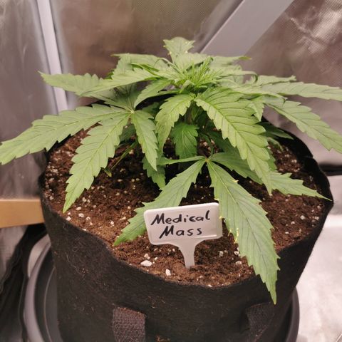 Medical Mass growlog timeline photo