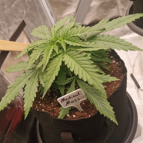 Medical Mass growlog timeline photo