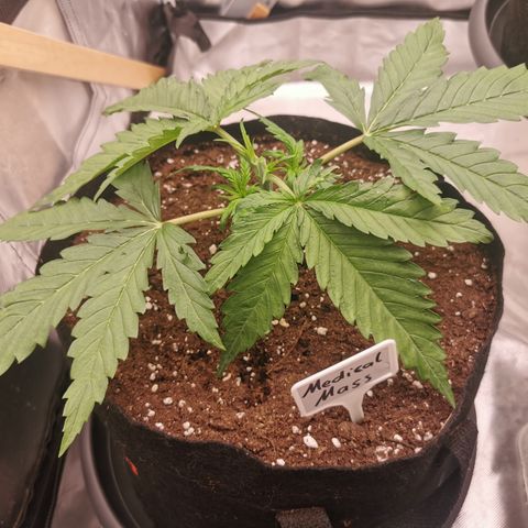 Medical Mass growlog timeline photo