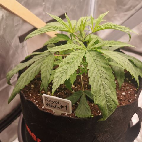 Royal Medic growlog timeline photo