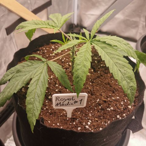 Royal Medic growlog timeline photo