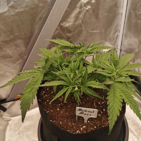 Medical Mass growlog timeline photo