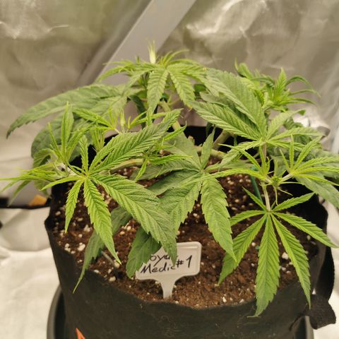 Royal Medic growlog timeline photo