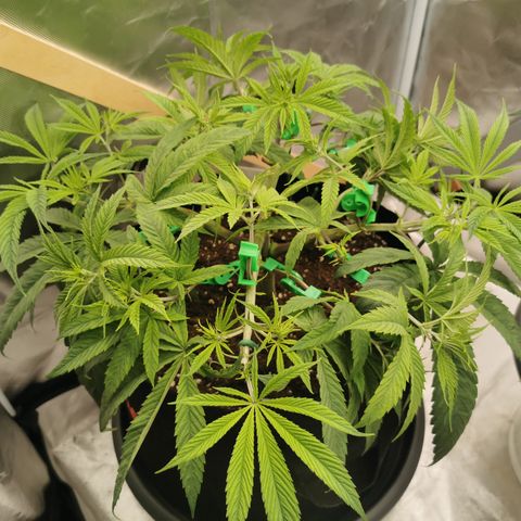 Royal Medic growlog timeline photo
