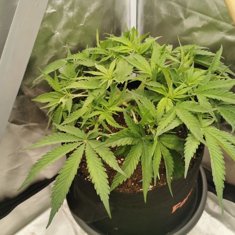 Medical Mass growlog timeline photo