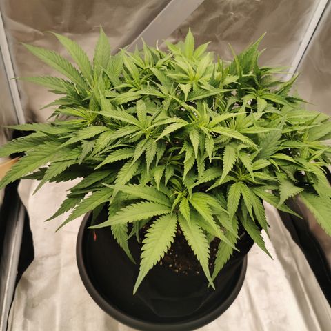 Medical Mass growlog timeline photo