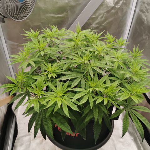 Royal Medic growlog timeline photo