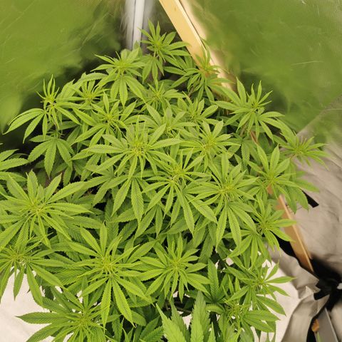 Royal Medic growlog timeline photo