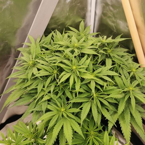 Medical Mass growlog timeline photo
