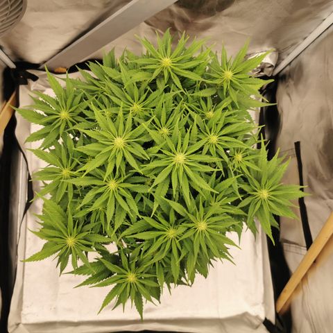 Medical Mass growlog timeline photo