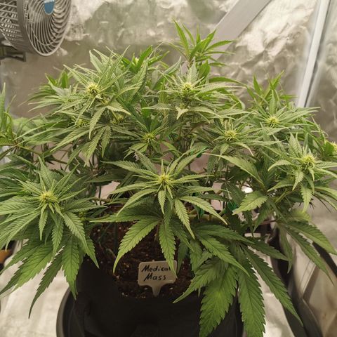 Medical Mass growlog timeline photo