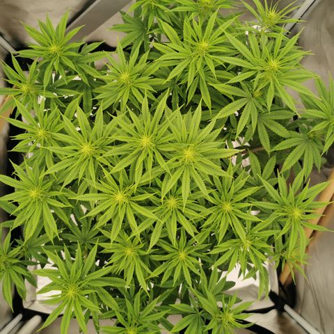 Royal Medic growlog timeline photo