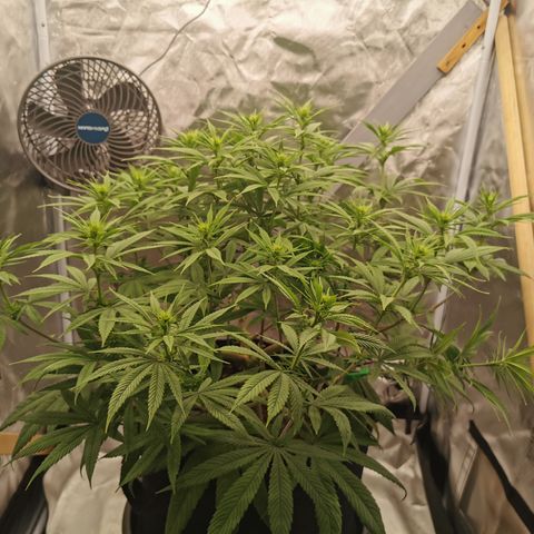 Royal Medic growlog timeline photo