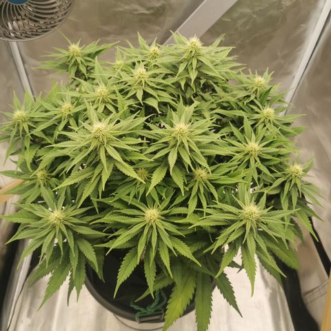 Medical Mass growlog timeline photo