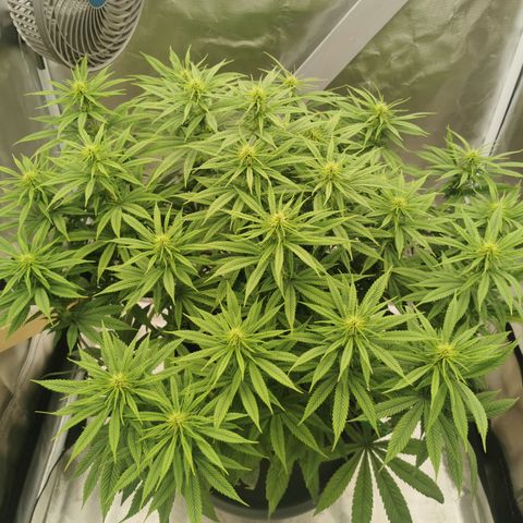 Royal Medic growlog timeline photo