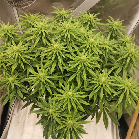 Royal Medic growlog timeline photo