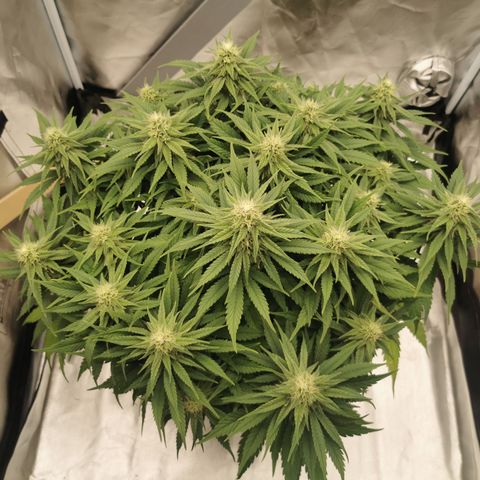Medical Mass growlog timeline photo