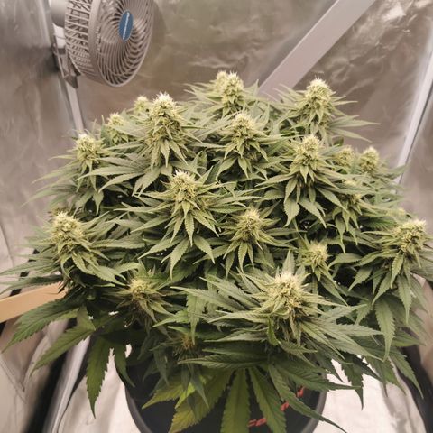 Medical Mass growlog timeline photo