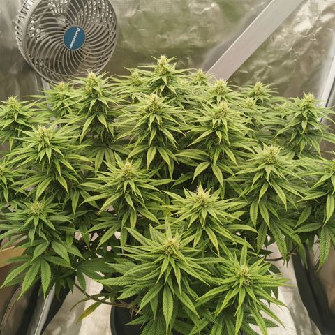 Royal Medic growlog timeline photo