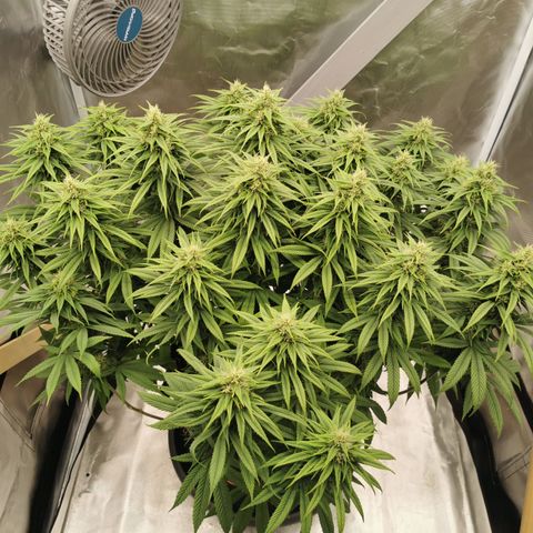 Royal Medic growlog timeline photo